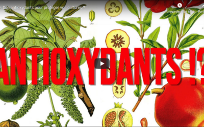 Des antioxydants pour protéger vos cultures