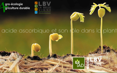 L&rsquo;acide ascorbique et la vigne