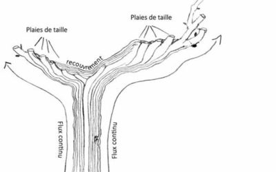 La taille douce de la vigne