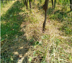 Gestion de l’enherbement