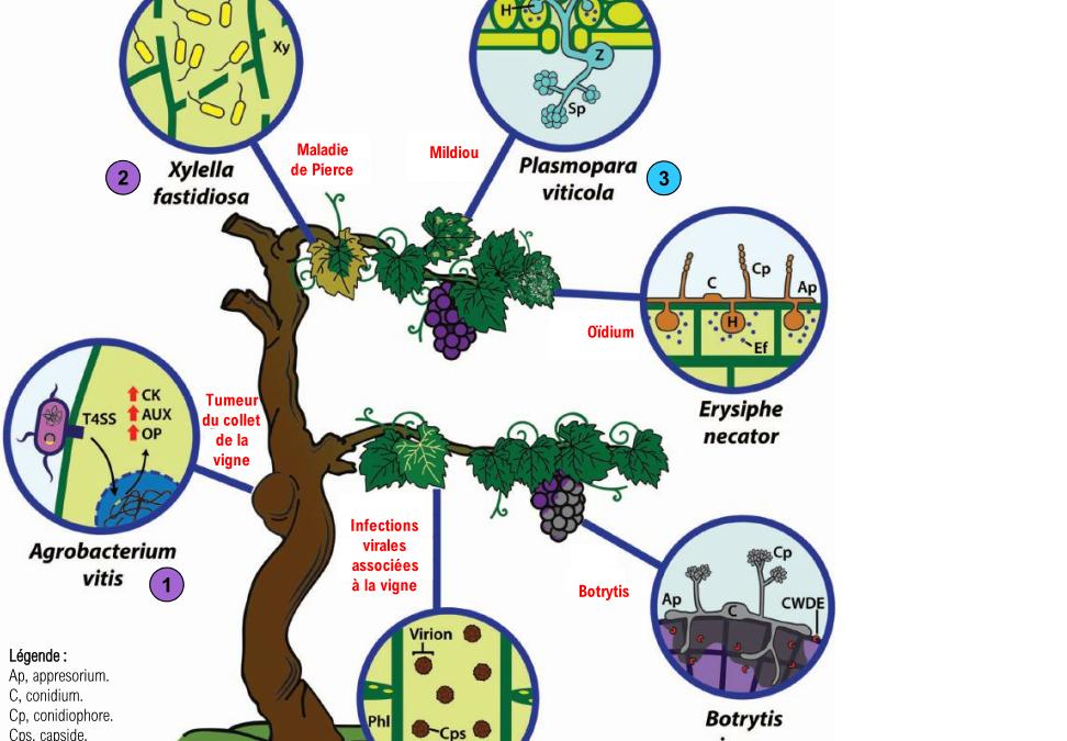 Potentiel REDOX, ph et pathogènes de la vigne
